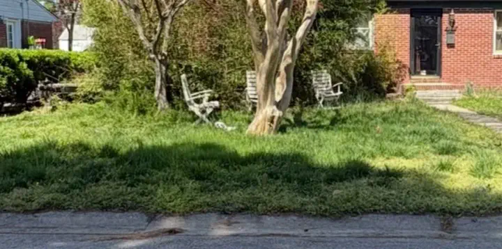 Before: a front yard with overgrown, patchy grass and weeds, crepe myrtles and white garden chairs